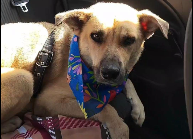Perrito Emy encuentra un nuevo hogar tras sobrevivir a un caso de maltrato que conmocionó a Durango