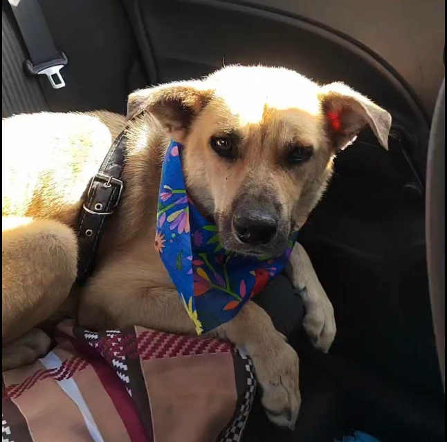 Perrito Emy encuentra un nuevo hogar tras sobrevivir a un caso de maltrato que conmocionó a Durango