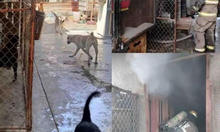 Tragedia en refugio: incendio mata a 13 perritos y deja varios heridos