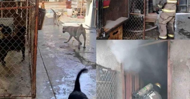 Tragedia en refugio: incendio mata a 13 perritos y deja varios heridos