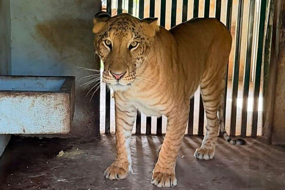 ¿Qué hacía un ligre en Tamaulipas? El extraño animal que apareció entre 135 ejemplares asegurados