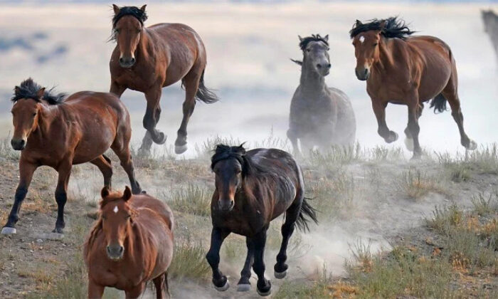 Vendieron miles de caballos salvajes en EU por solo 25 dólares; algunos terminaron rumbo a México y Canadá