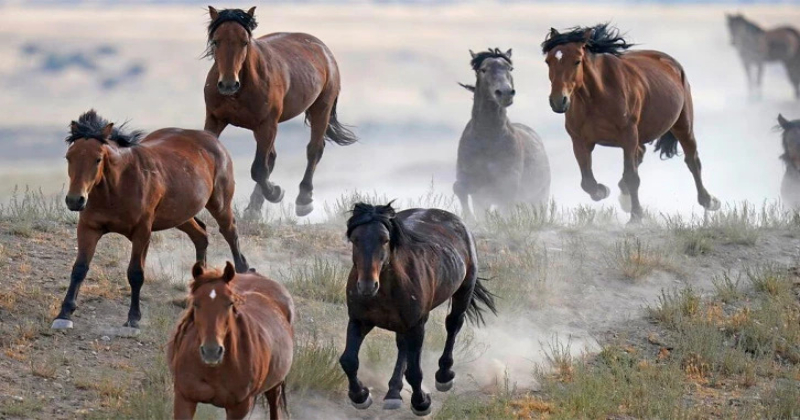 Vendieron miles de caballos salvajes en EU por solo 25 dólares; algunos terminaron rumbo a México y Canadá