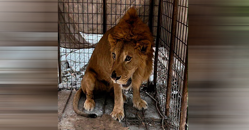 Tamatán podría convertirse en el nuevo hogar del león rescatado en Matamoros
