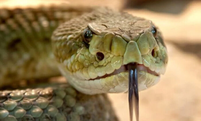 Catean casa por narcotráfico y descubren 60 serpientes venenosas; había cobras, mambas y una de las más letales del mundo