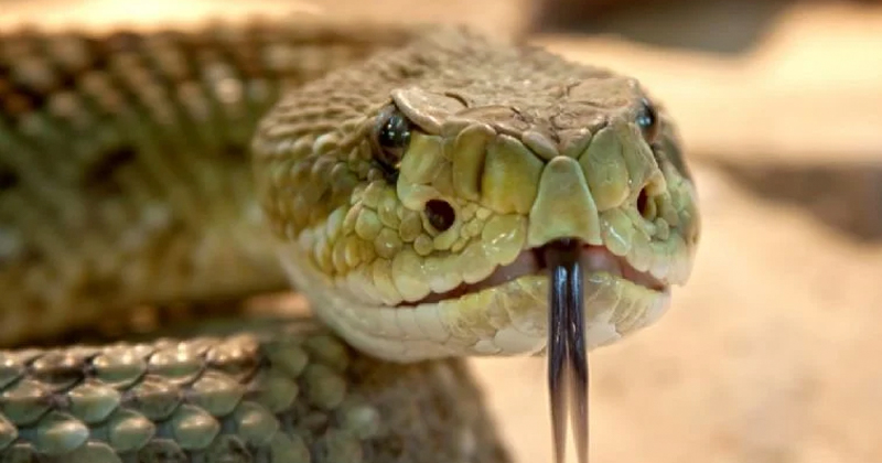 Catean casa por narcotráfico y descubren 60 serpientes venenosas; había cobras, mambas y una de las más letales del mundo