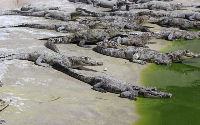 Niños se meten a nadar entre cocodrilos en Tampico pese a las advertencias: “el riesgo está ahí”