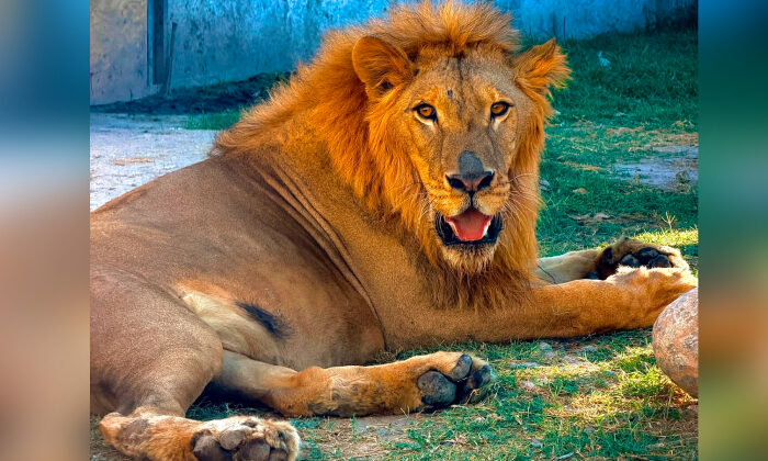 ¡Se salva el león abandonado en Matamoros! Ya come, gana peso y comienza a recuperarse