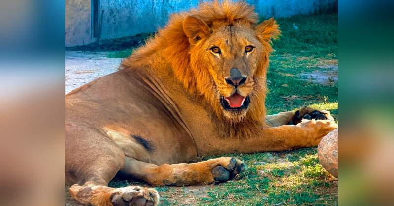 ¡Se salva el león abandonado en Matamoros! Ya come, gana peso y comienza a recuperarse