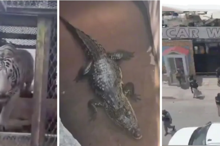 ¡NO ERA UN AUTOLAVADO CUALQUIERA! Encuentran tigre de Bengala y cocodrilo en presunto negocio fachada