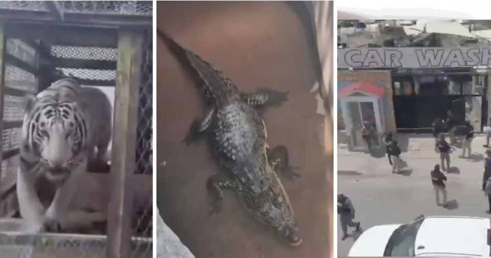 ¡NO ERA UN AUTOLAVADO CUALQUIERA! Encuentran tigre de Bengala y cocodrilo en presunto negocio fachada