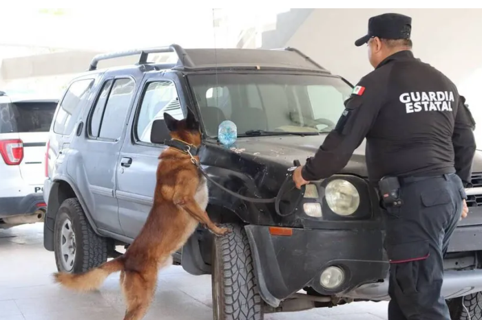 ¡Orgullo tamaulipeco! Kelda y Anubis, los K-9 de la Guardia Estatal que hicieron el 1-2 en certificación