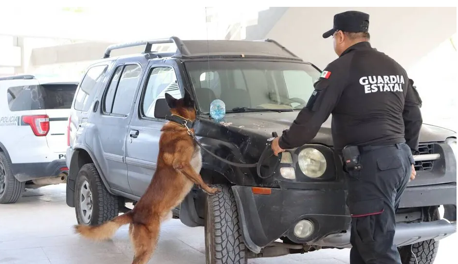 ¡Orgullo tamaulipeco! Kelda y Anubis, los K-9 de la Guardia Estatal que hicieron el 1-2 en certificación