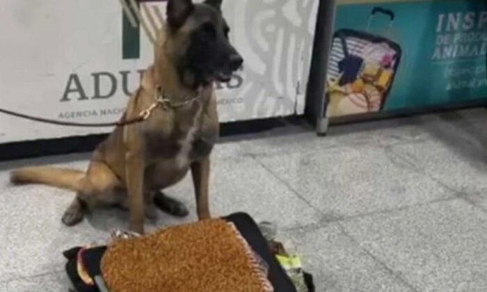 ¡Golpe en el AICM! Perro antidrogas detecta 245 kilos de presunta metanfetamina y hoja de coca