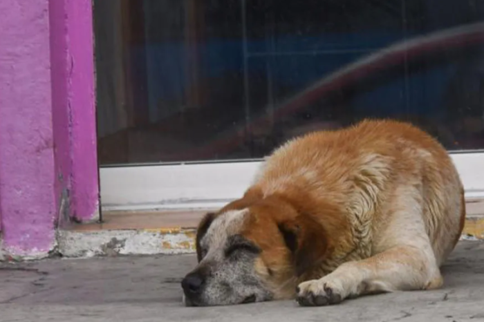 Matan a balazos a “El Güero” en Tecámac; vecinos exigen justicia por maltrato animal