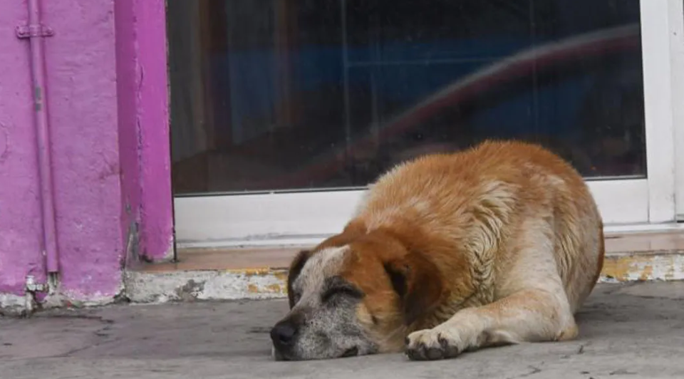 Matan a balazos a “El Güero” en Tecámac; vecinos exigen justicia por maltrato animal