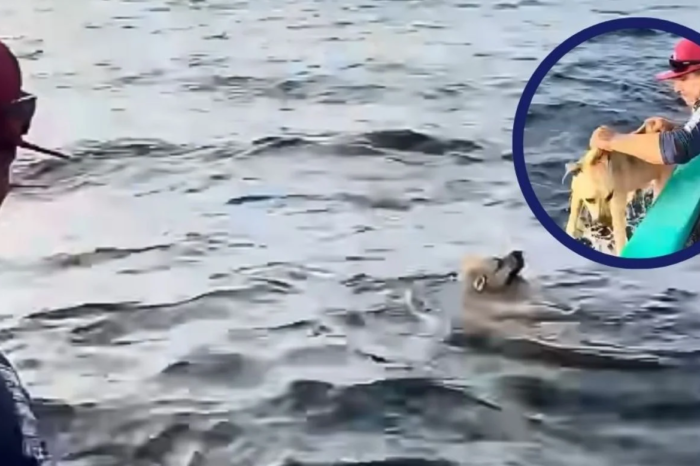 Pescadores rescatan a perrito que nadaba solo a 1.6 kilómetros de la costa
