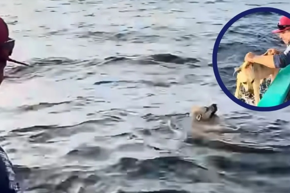 Pescadores rescatan a perrito que nadaba solo a 1.6 kilómetros de la costa