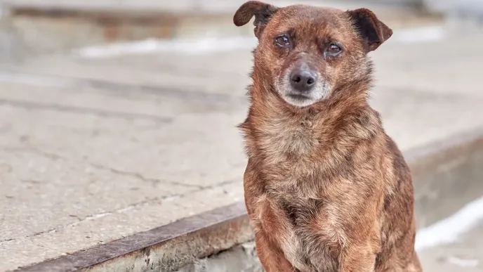 De mascotas a perros de calle: Aumenta la cifra de perros cajeros en Tamaulipas