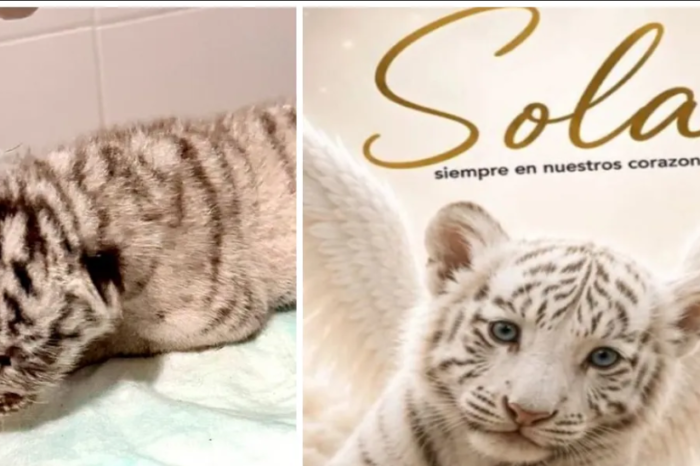 La pequeña “Sola” perdió la batalla: muere cachorra de tigre blanco rescatada en Matamoros