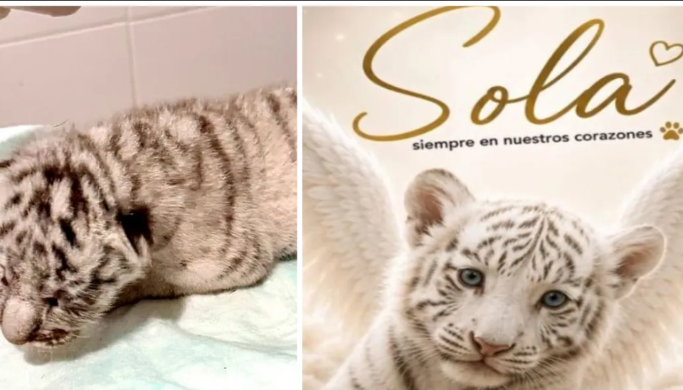 La pequeña “Sola” perdió la batalla: muere cachorra de tigre blanco rescatada en Matamoros