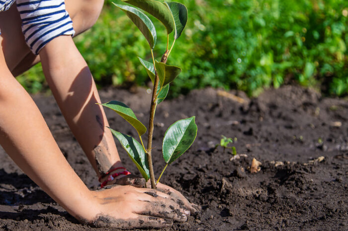 ¡Adiós a los huertos! Escuelas de Tamaulipas podrían producir árboles para reforestar