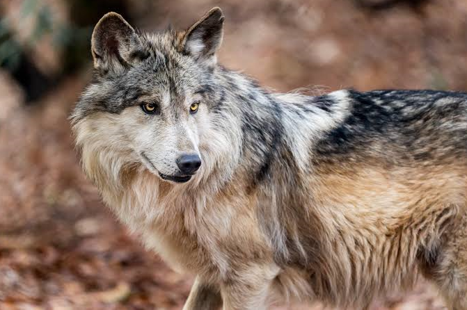 Trump firma orden para eliminar protección a lobos grises y mexicanos