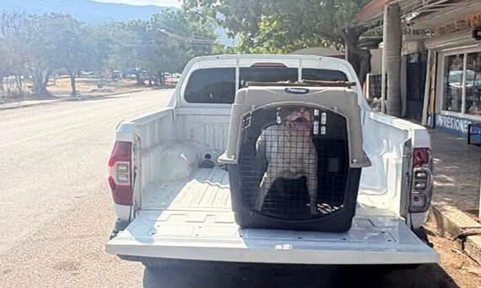 Amarrado a un árbol y abandonado 15 días: rescatan a perro en Ciudad Victoria