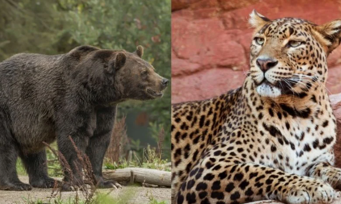 Osos y jaguares bajan de la sierra en Tamaulipas por intensa sequía