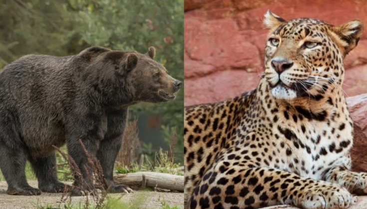 Osos y jaguares bajan de la sierra en Tamaulipas por intensa sequía