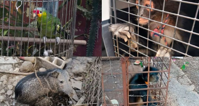 ¿A dónde irán los 135 animales asegurados en Tamaulipas? Profepa aún decide su destino