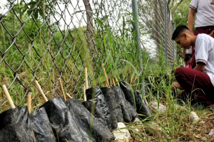🌳 Alumnos de Tamaulipas podrían cultivar árboles en sus escuelas para reforestar