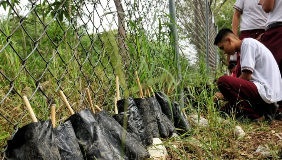 🌳 Alumnos de Tamaulipas podrían cultivar árboles en sus escuelas para reforestar