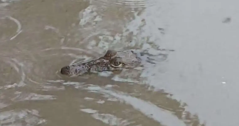Cocodrilos aparecen en calles de Ciudad Madero tras las lluvias