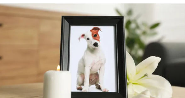 ¿Te pueden dar permiso por la muerte de tu mascota? Esto propone la nueva reforma laboral