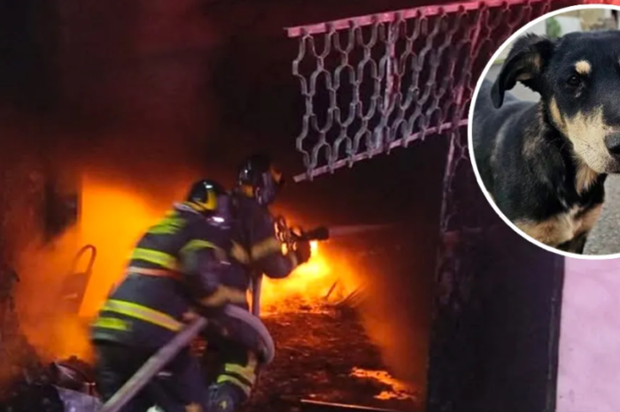 Mueren 14 perritos en incendio por pirotecnia