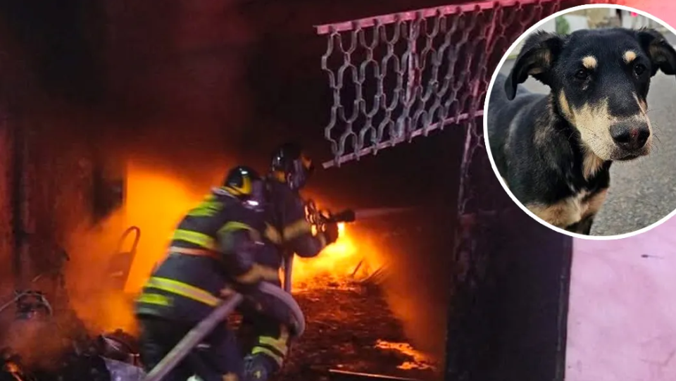 Mueren 14 perritos en incendio por pirotecnia