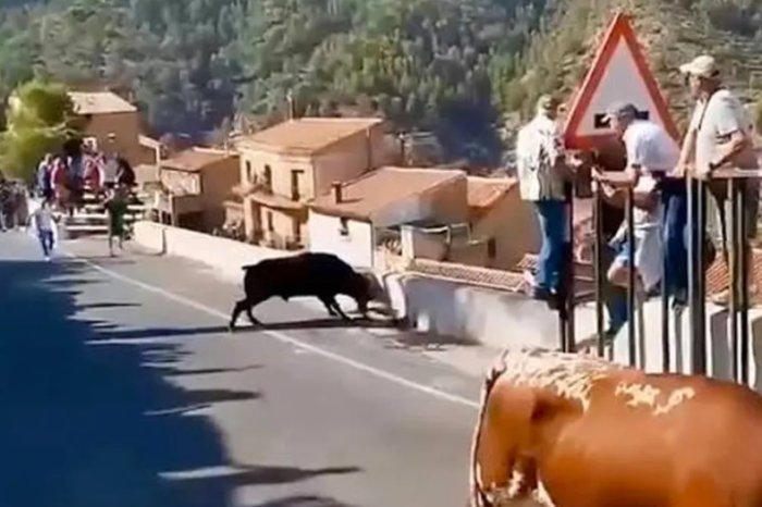 Mujer de 64 años muere tras ser embestida por un toro