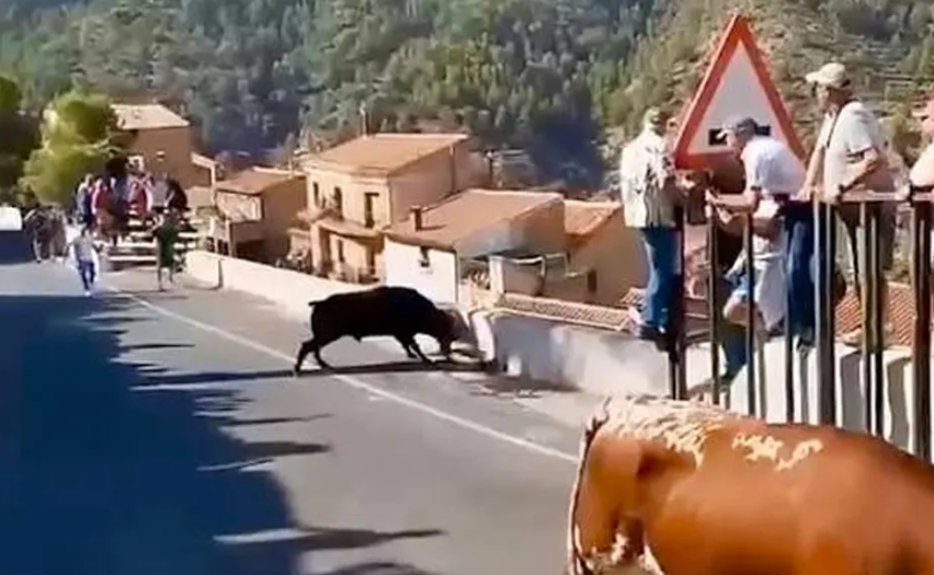 Mujer de 64 años muere tras ser embestida por un toro
