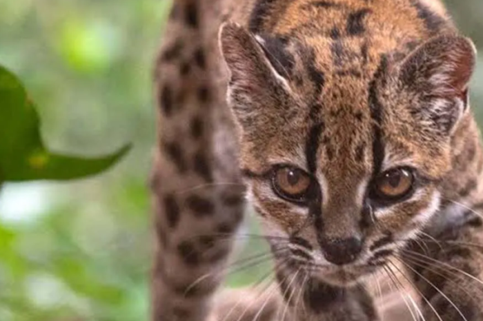 Descubren nueva especie de felino silvestre en más de un siglo