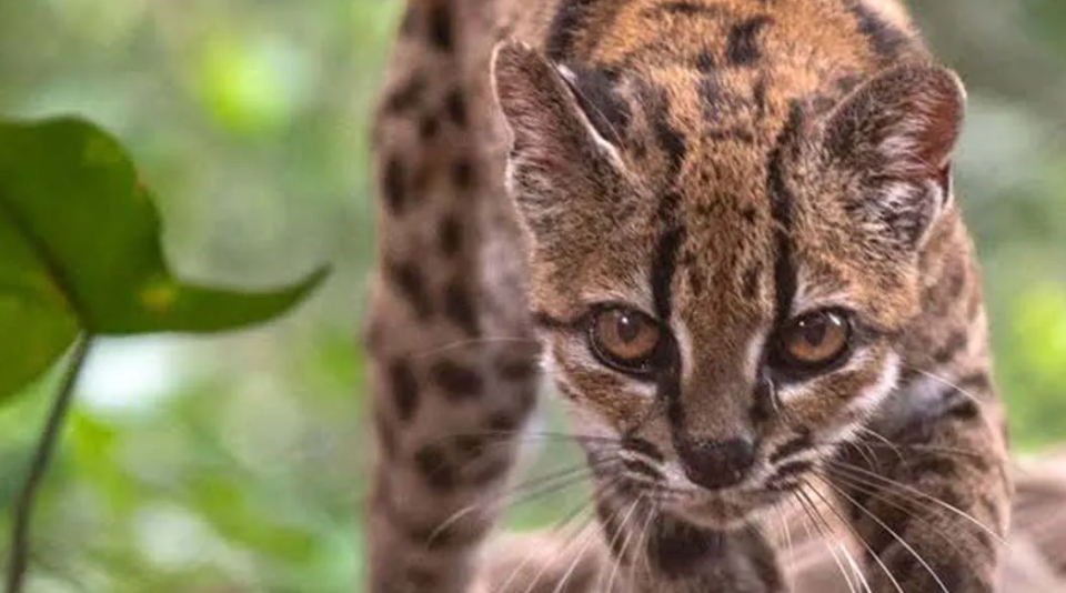 Descubren nueva especie de felino silvestre en más de un siglo