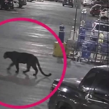 Pantera negra suelta en fraccionamiento deja a una mujer herida