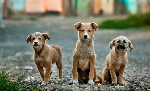 ¡Van contra el maltrato animal! Llevaran el tema a las escuelas