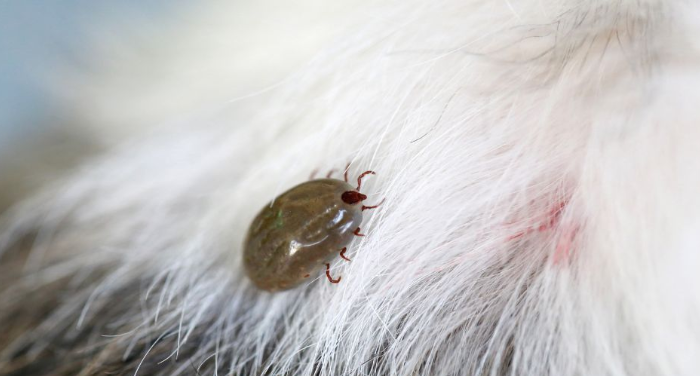 🚨 Muere niño de 12 años por rickettsiosis tras contacto con una garrapata en Coahuila