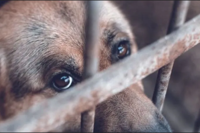 Municipios de Tamaulipas deberán capacitar personal contra el maltrato animal
