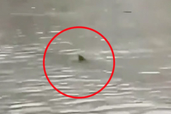 Tiburón aparece en calles inundadas de Nueva Jersey