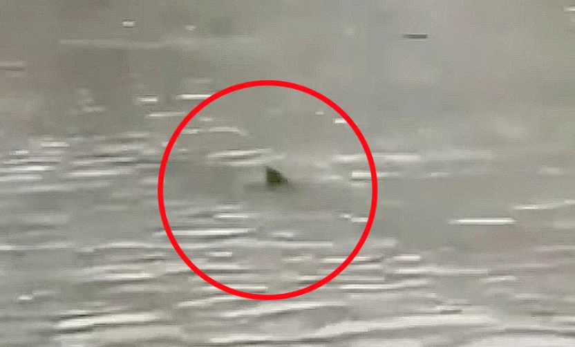 Tiburón aparece en calles inundadas de Nueva Jersey