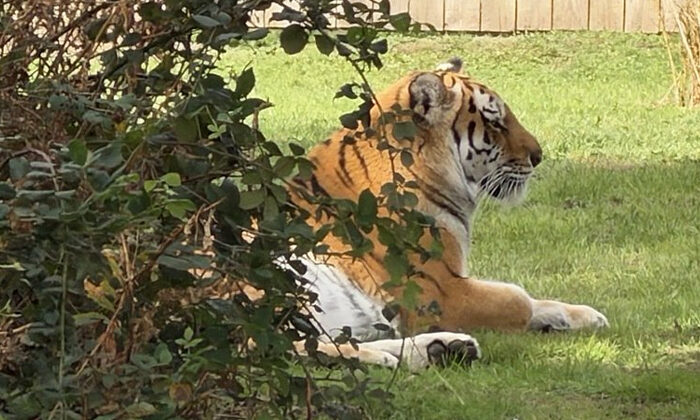 Zoológico no sacrificará al tigre que mató a un hombre tras invadir su jaula