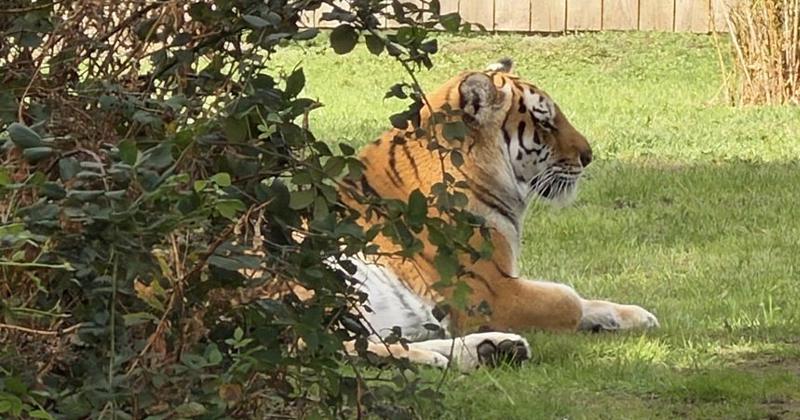 Zoológico no sacrificará al tigre que mató a un hombre tras invadir su jaula