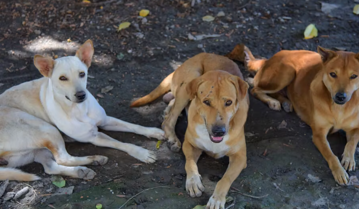 ¡Buenas noticias para los lomitos! Victoria tendrá el primer Centro de Bienestar Animal